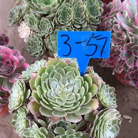3-57---多头多肉植物