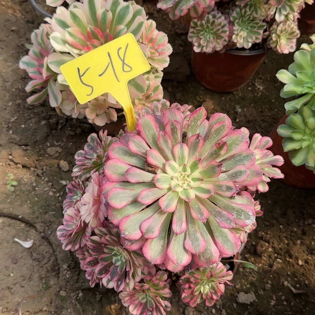 5-18---多头多肉植物