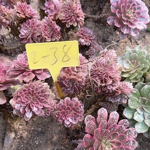 2-38--+多头多肉植物