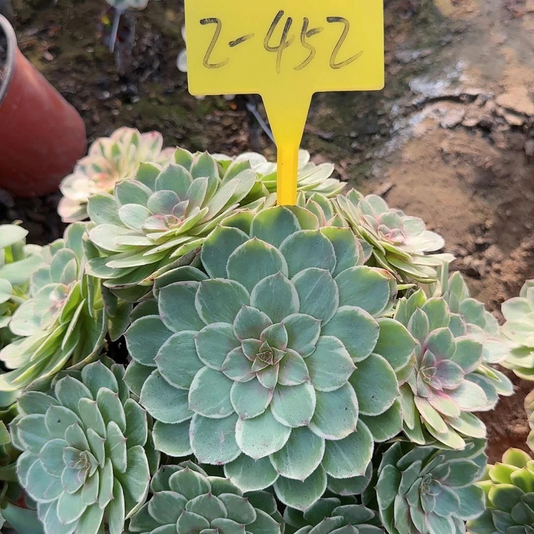 2-452---粉花妖多头