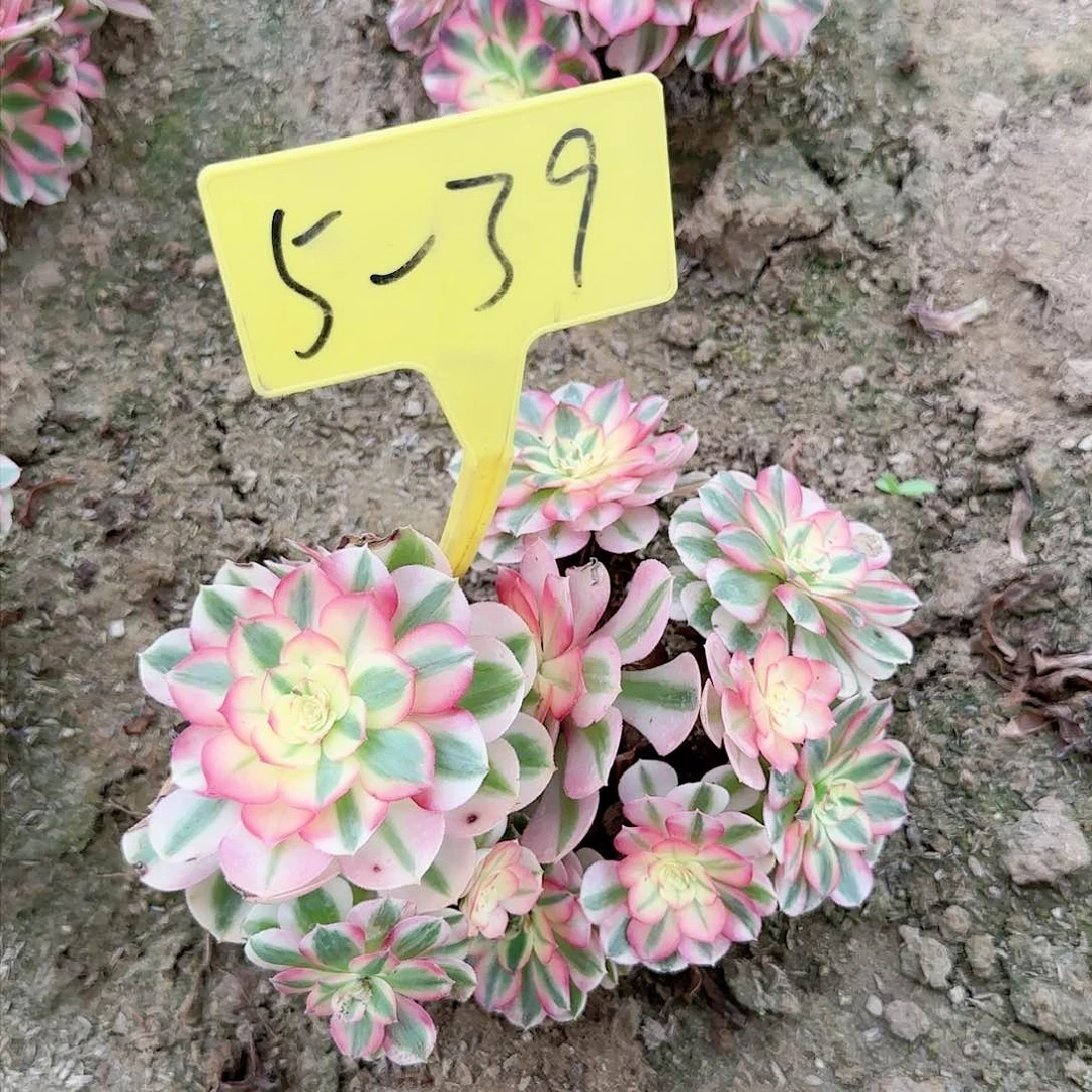 ，****修5-39---多头多肉植物倾城