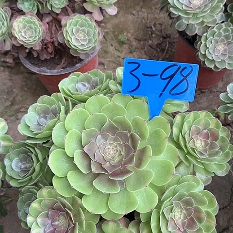3-98---多头多肉植物倾城中班