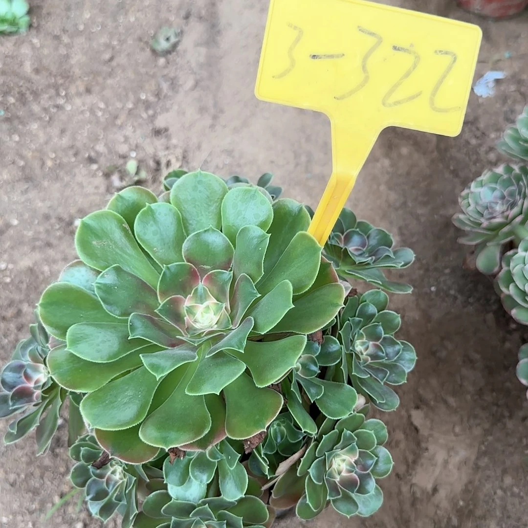 3-322---多头多肉植物
