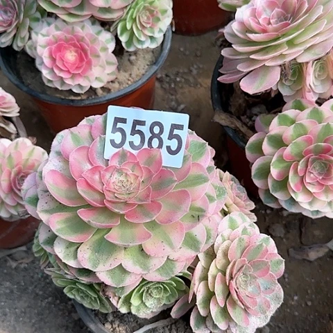 5585-3倾城之恋多头