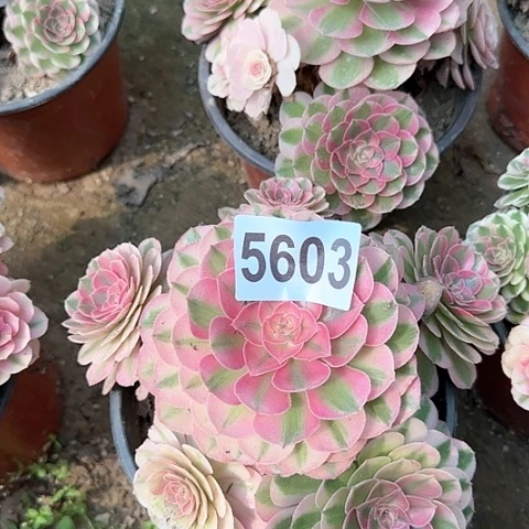 5603-3多头多肉倾城之恋