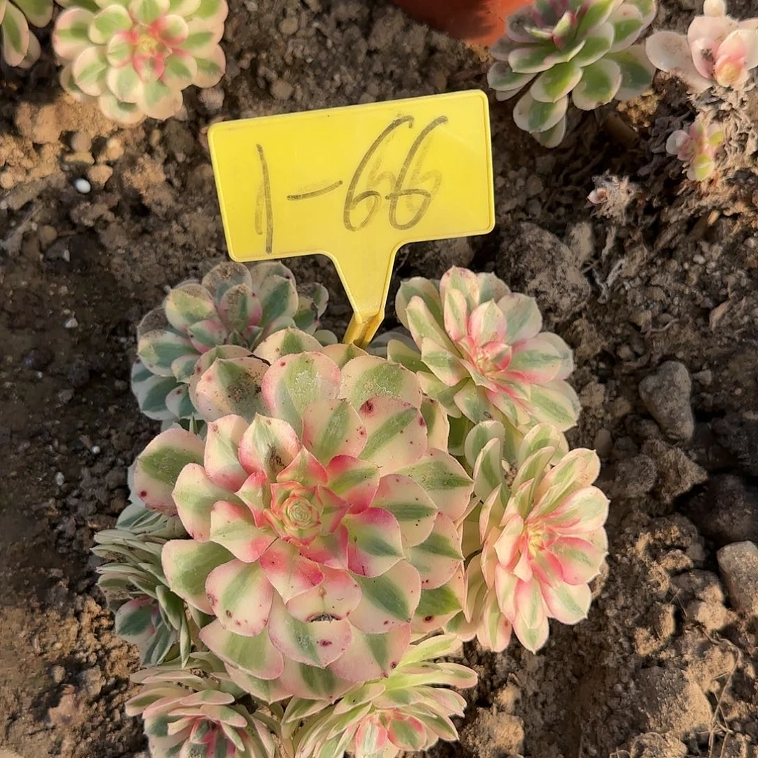 1-66--多头多肉植物