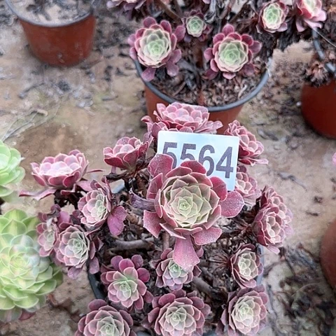 5564+--4多头多肉植物