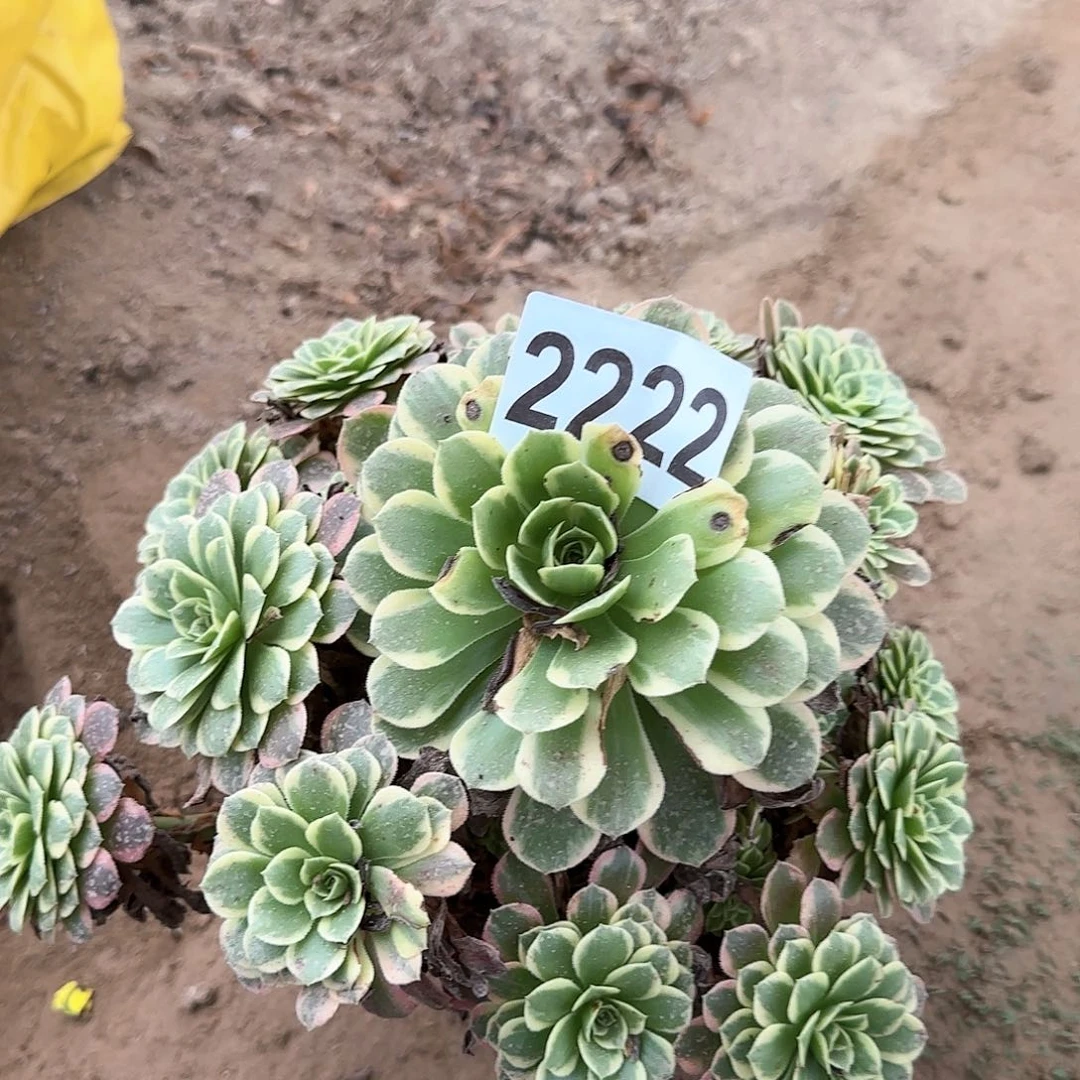 2222多头多肉植物