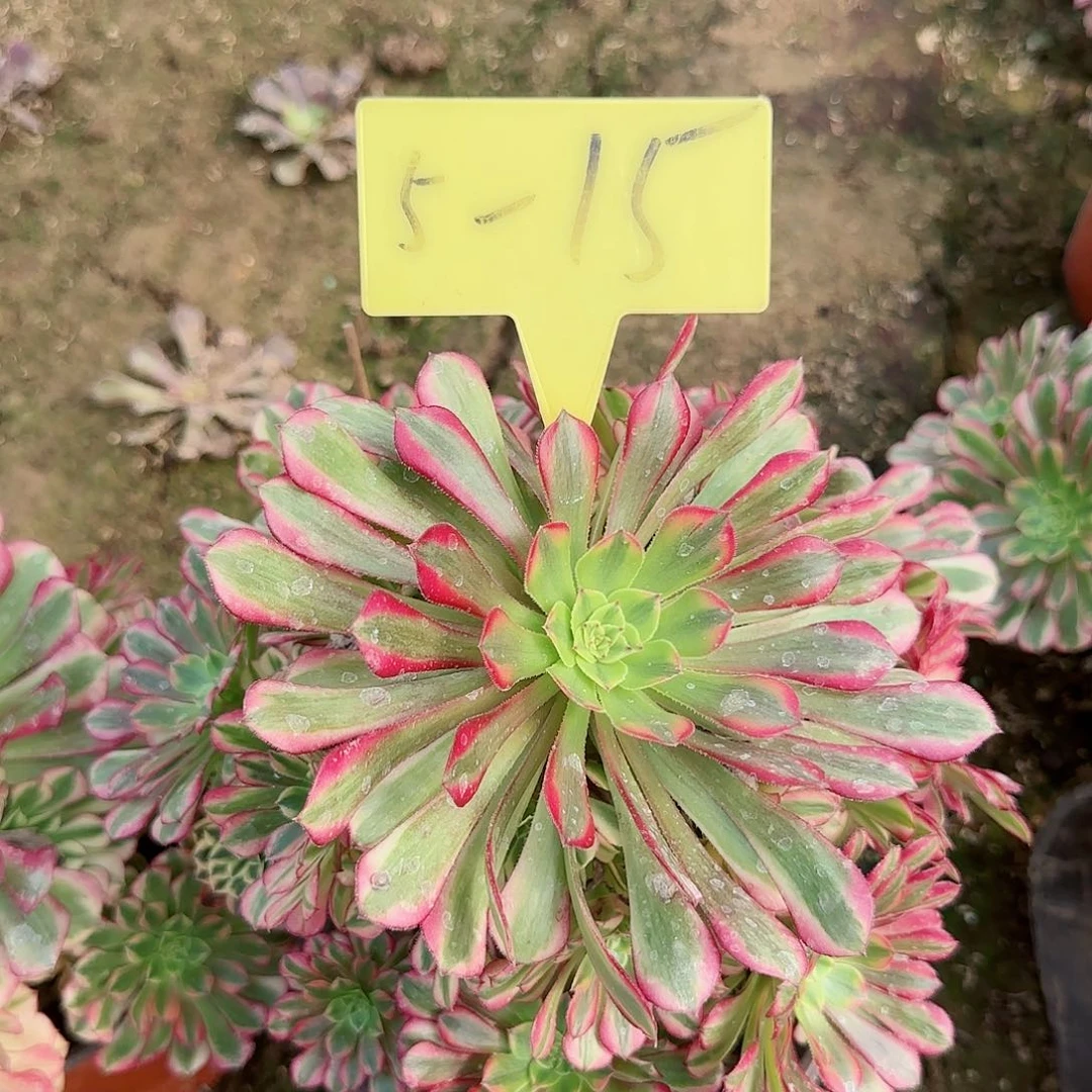 5-15---多头多肉植物