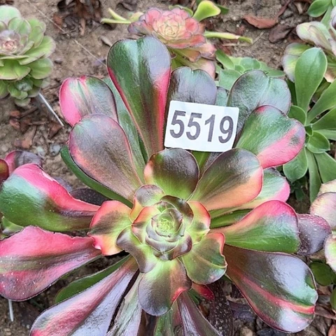 5519---3多头多肉植物大战