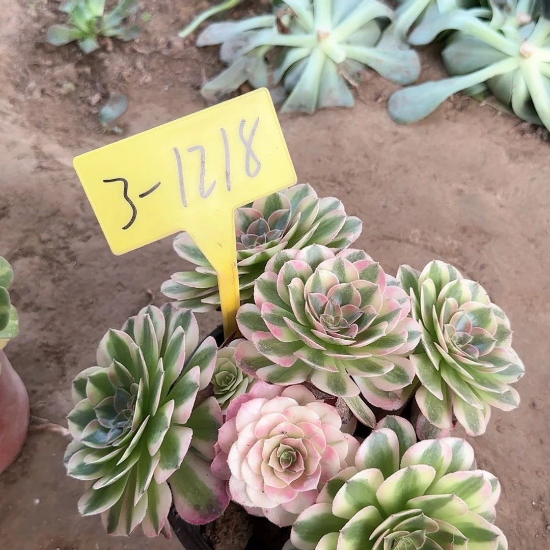 3-1218--+多头多肉植物