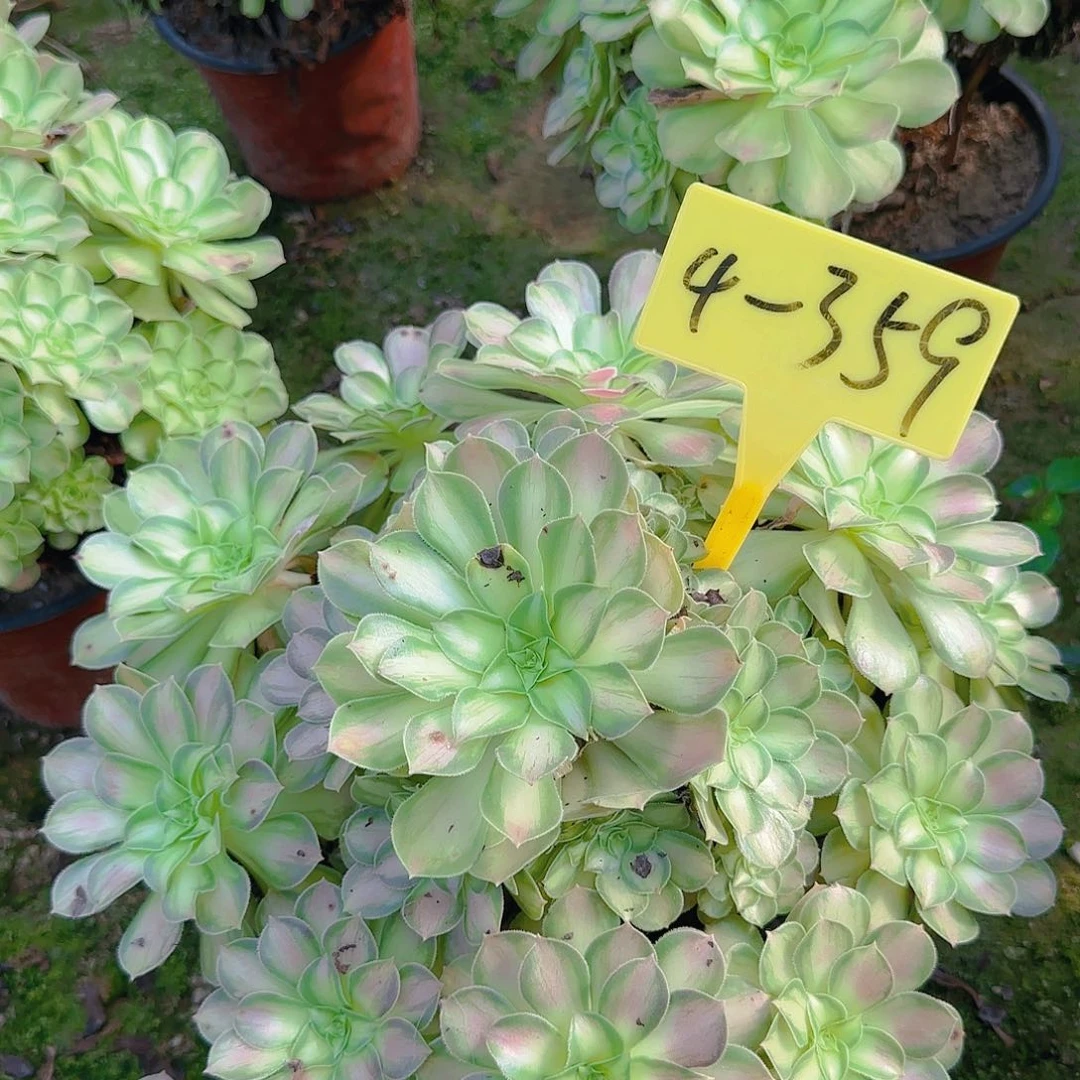 4-359--+多头多肉植物