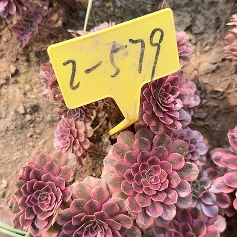 2-579---多头多肉
