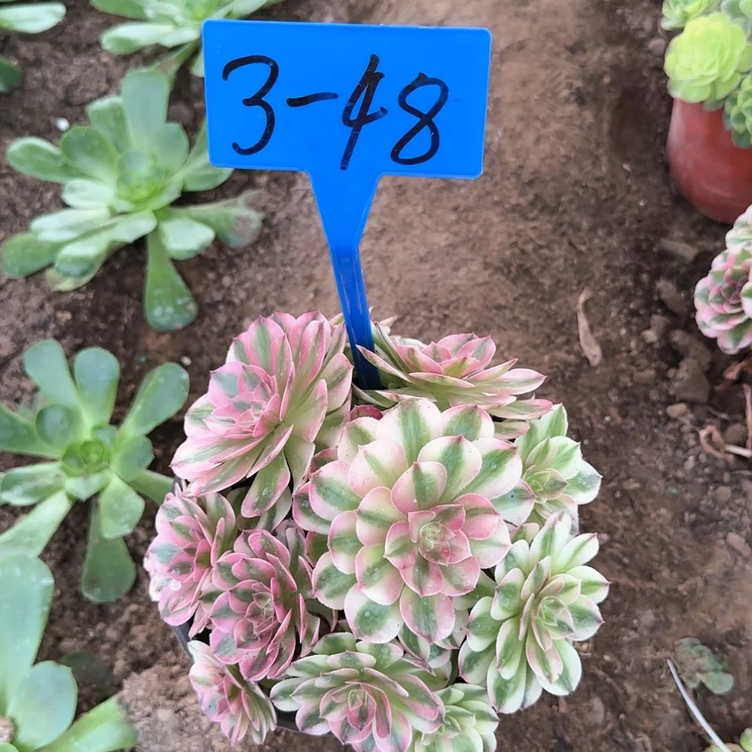 3-48---多头多肉植物