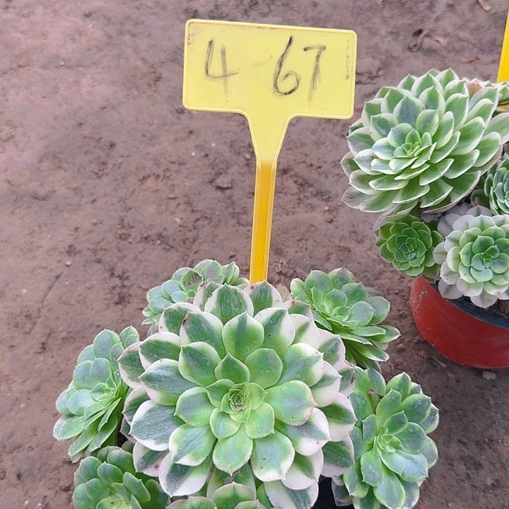 4-67---多头多肉植物海王