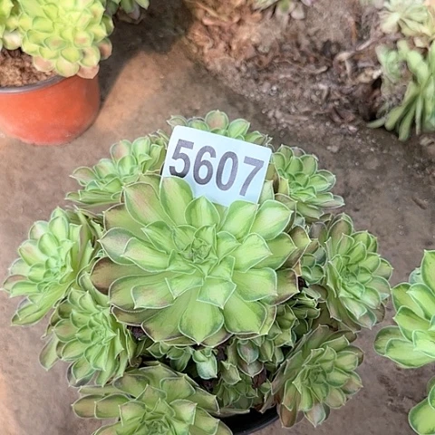 5607+3多头多肉多头
