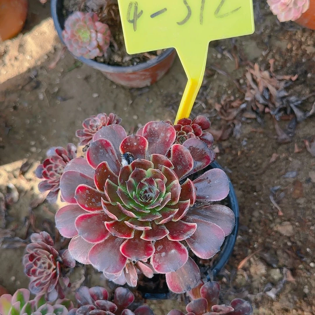 4-312---多头多肉植物