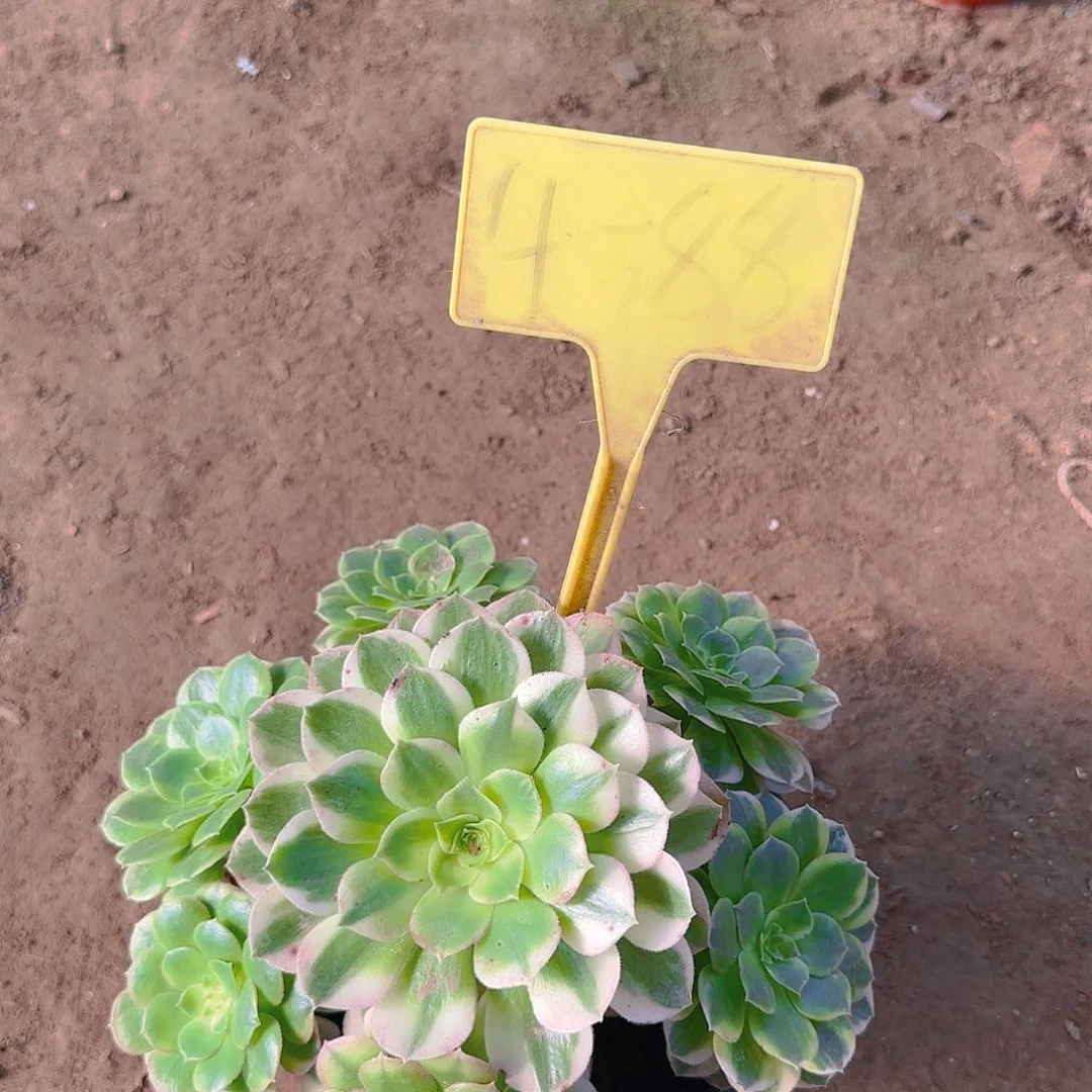 4-88---多头多肉海王