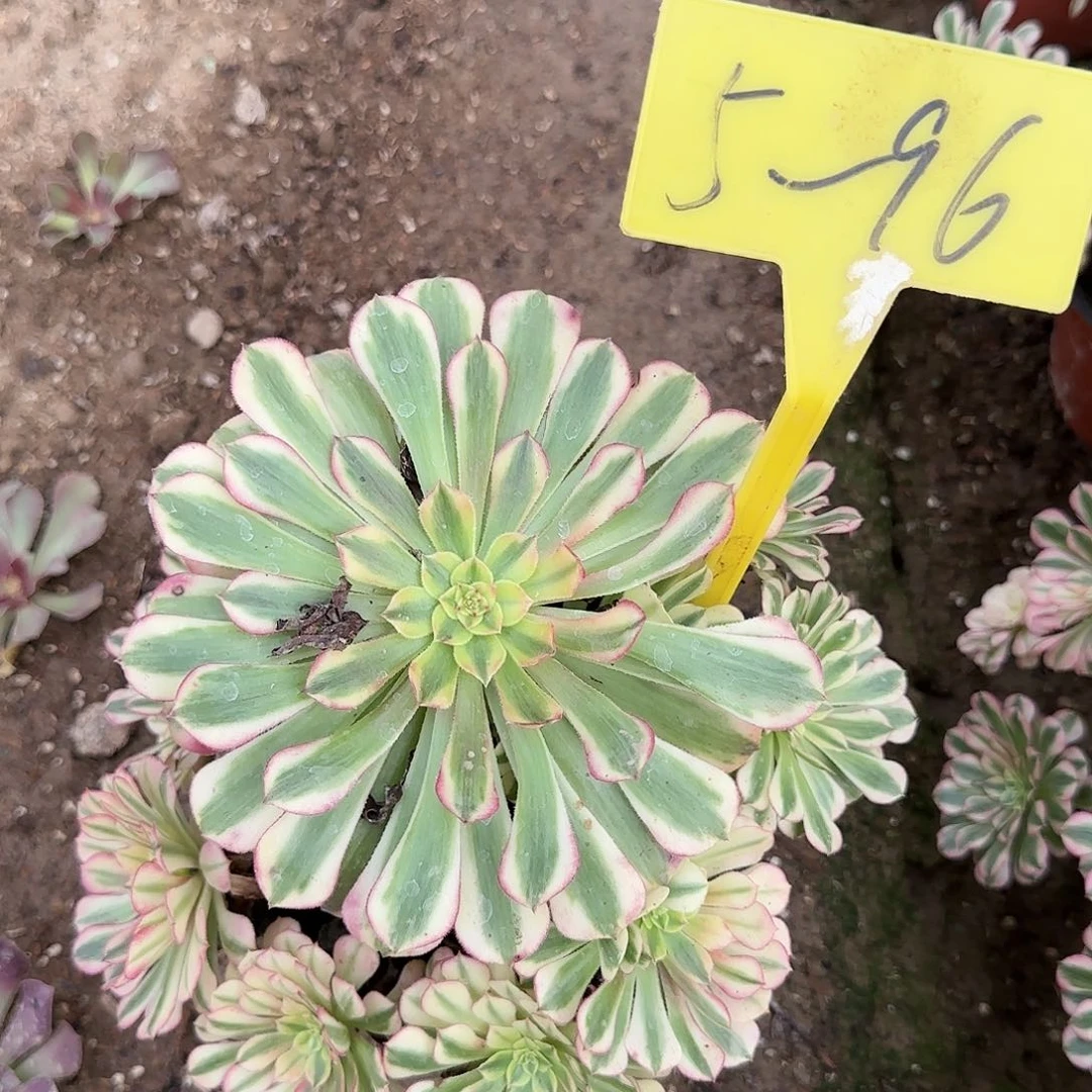 5-96---多头多肉植物