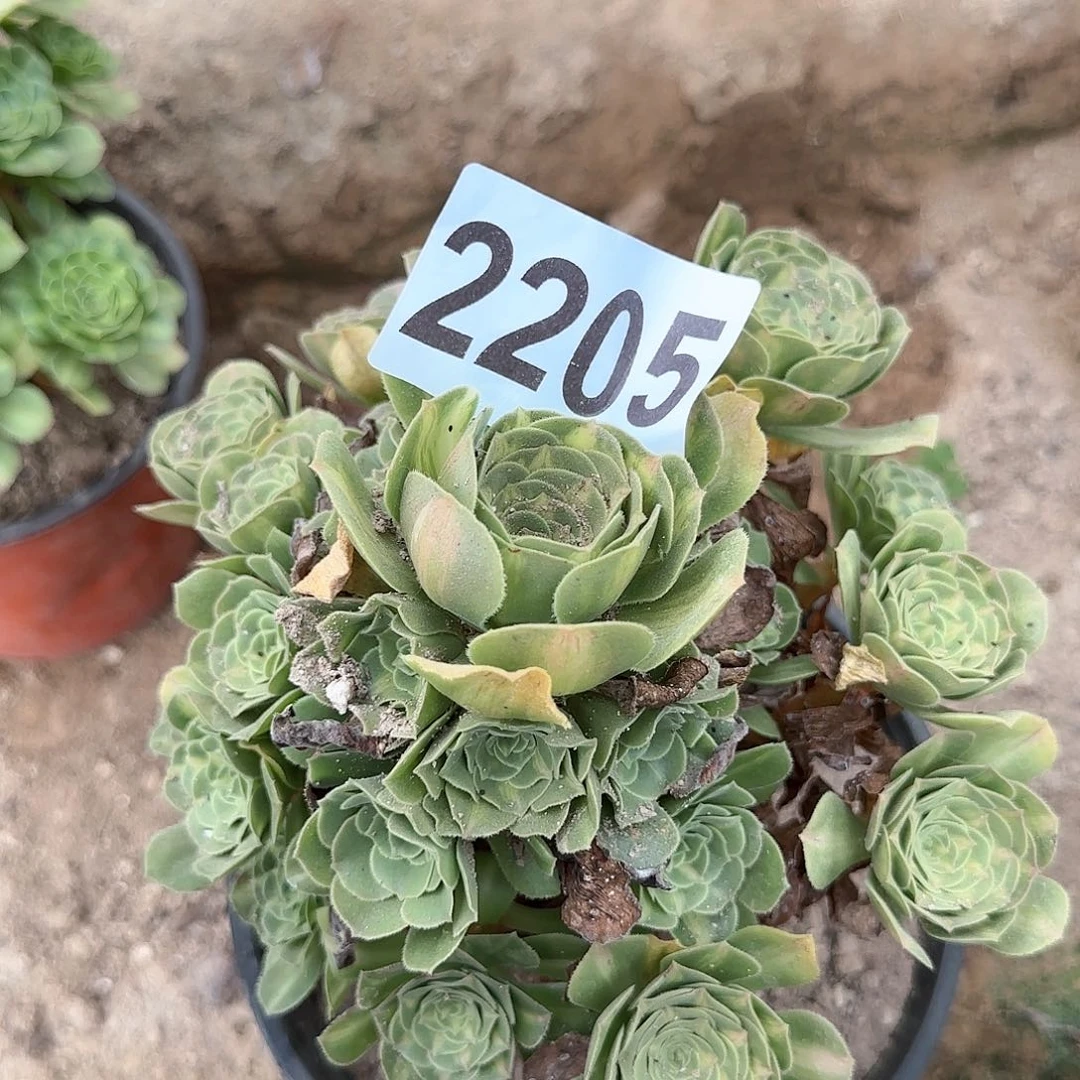 2205-++2多头多肉植物