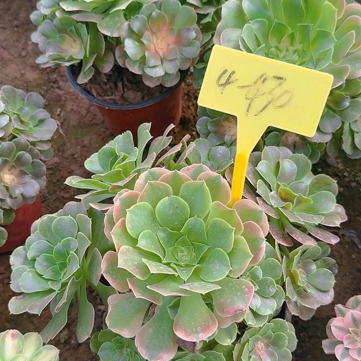 4-430--多头多肉植物