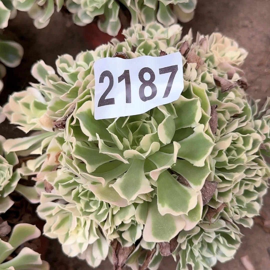 2187---2多头多肉植物