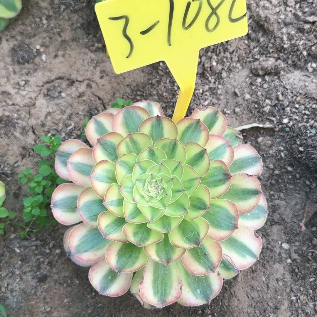 3-1082--+多头多肉植物