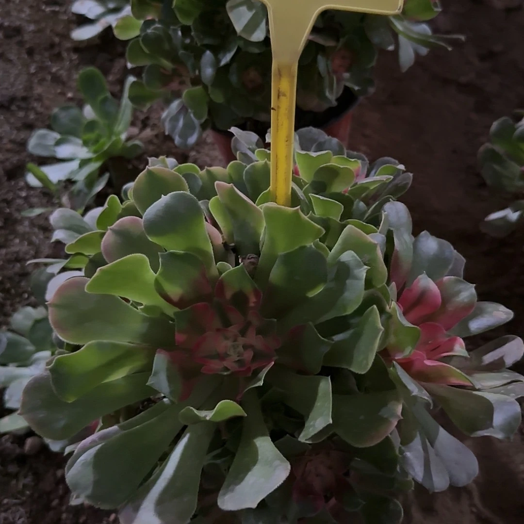 2-545---多头多肉植物