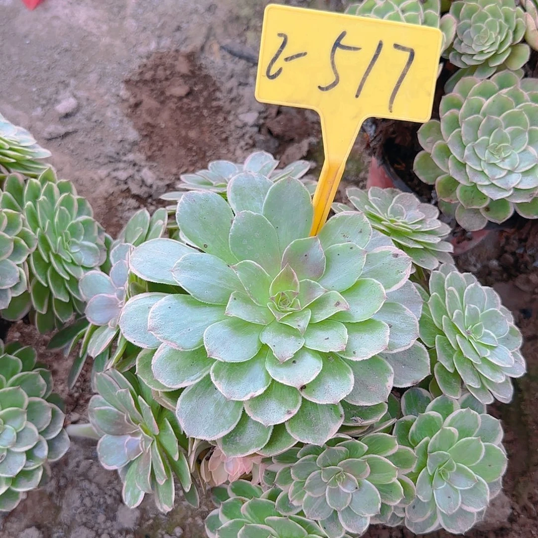 2-517---多头多肉植物