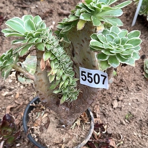 5507-3绿玫瑰缀多头多肉