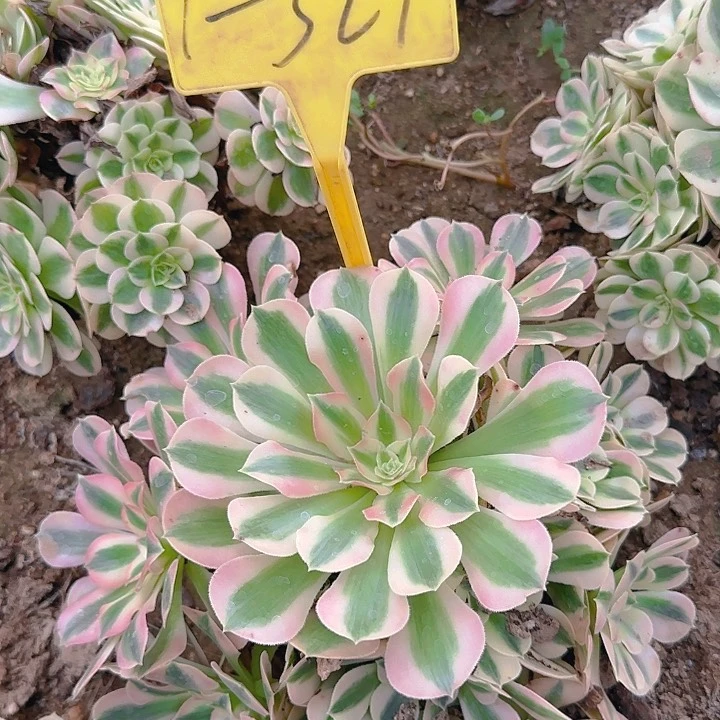 1-327--多头多肉植物女巫