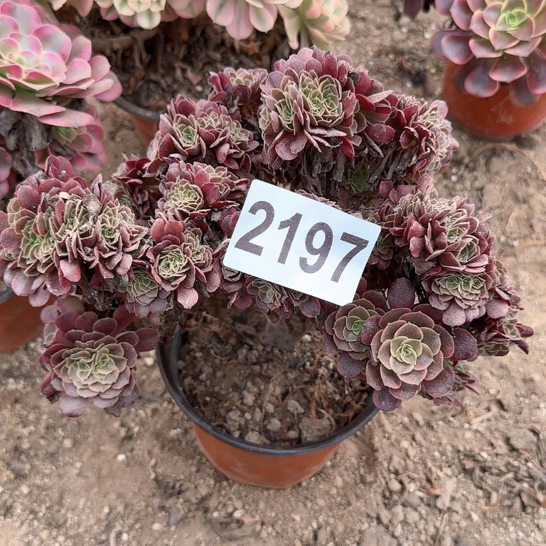 2197---多头欧佳丽缀