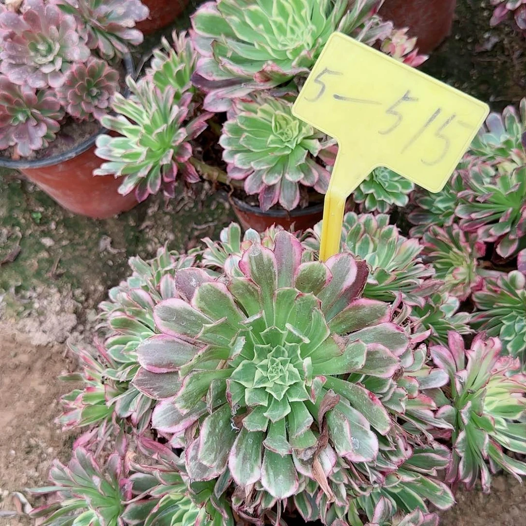 5-515---多头多肉植物天河