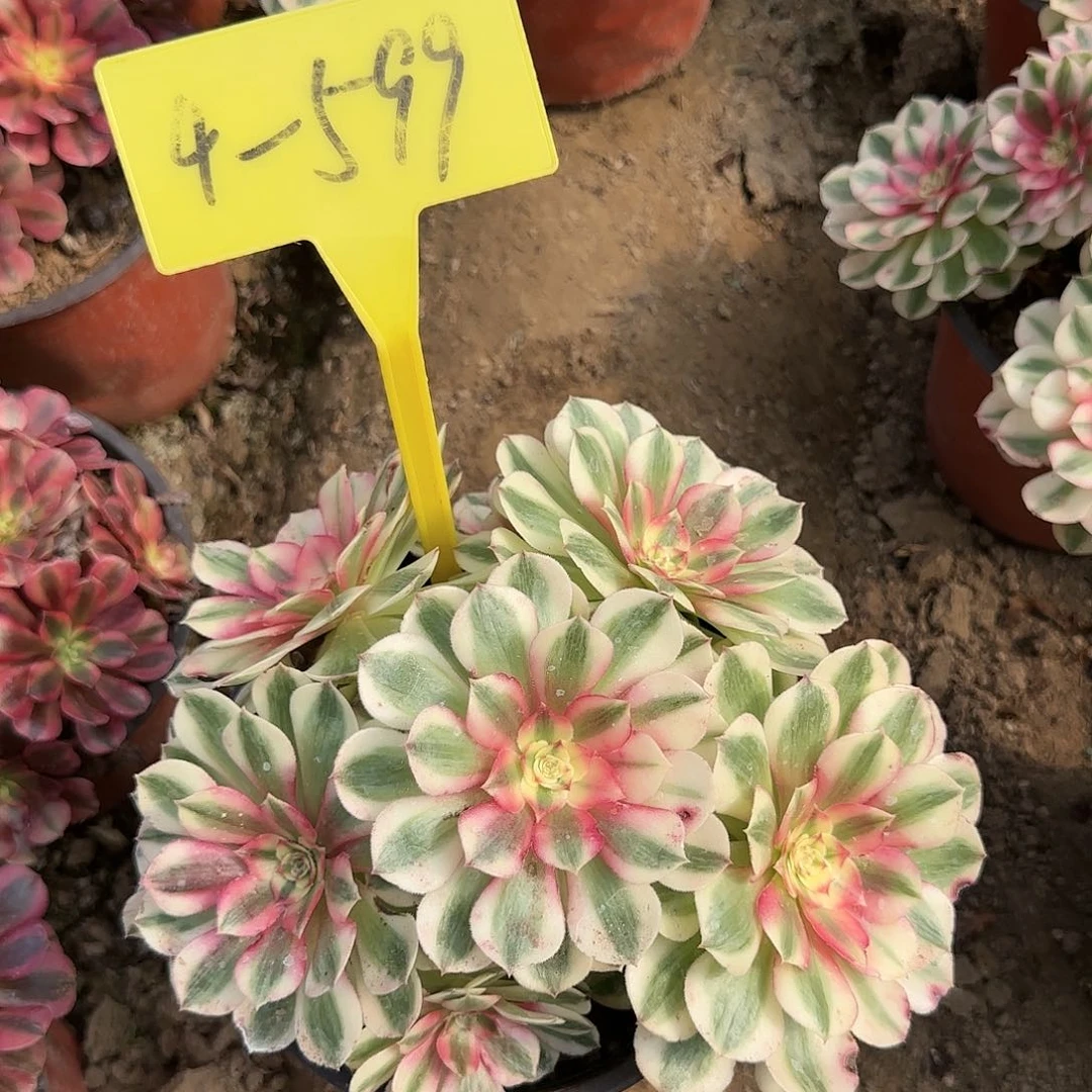 4-599---多头多肉植物