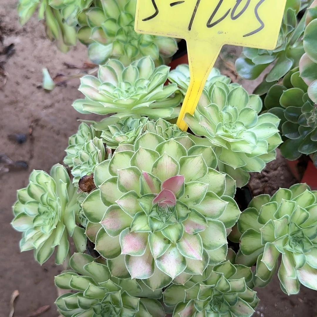 3-1203-+-多头多肉植物