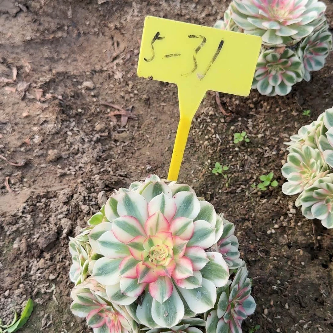 5-31---多头多肉植物倾城