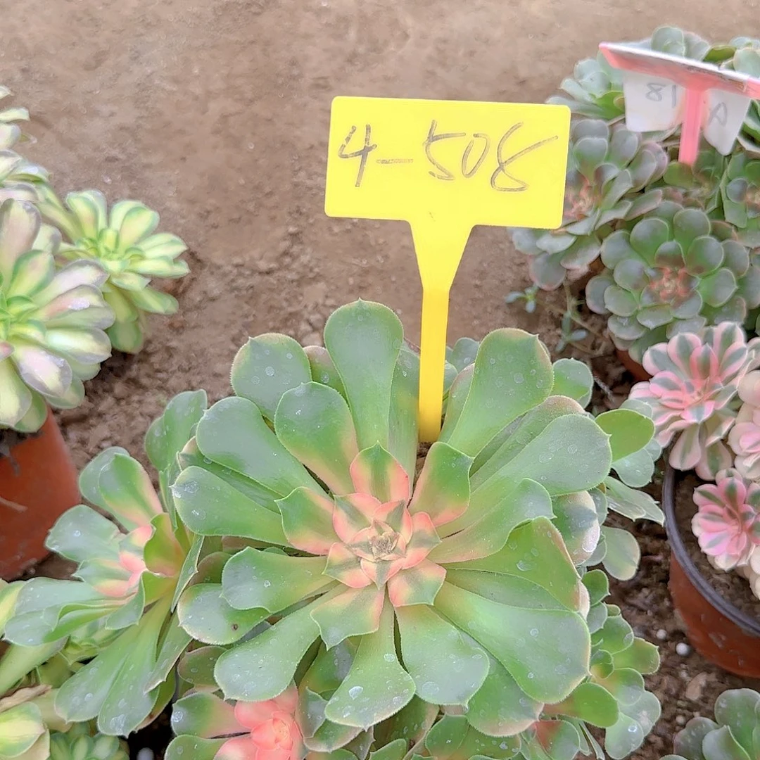 4-508--+多头多肉植物香妃