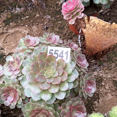 5541---3多头多肉植物