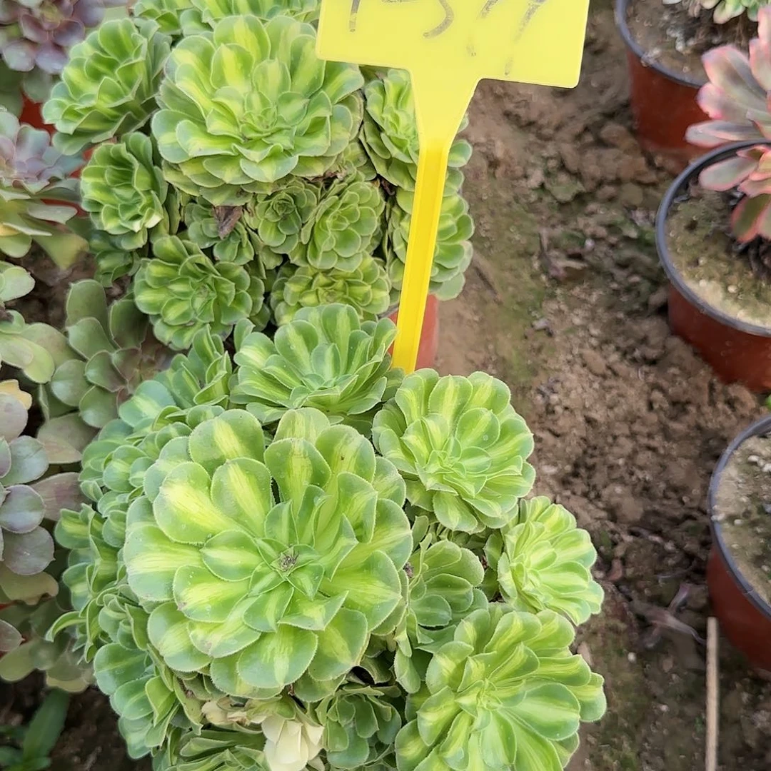 4-399---多头多肉植物