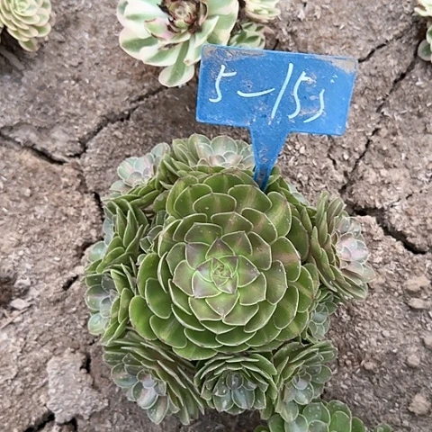 5-153--+多头多肉植物