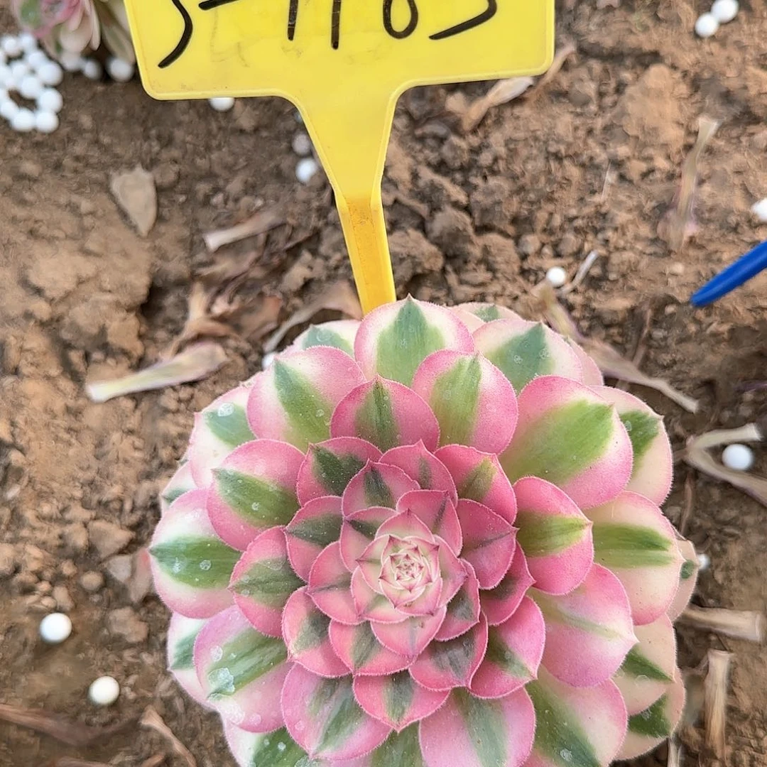 3-1183-++多头多肉植物