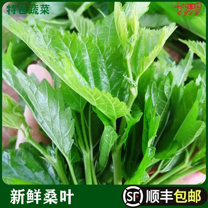 新鲜桑芽菜食用嫩桑芽桑苗酒店特色高端蔬菜上汤桑尾现摘桑叶500g