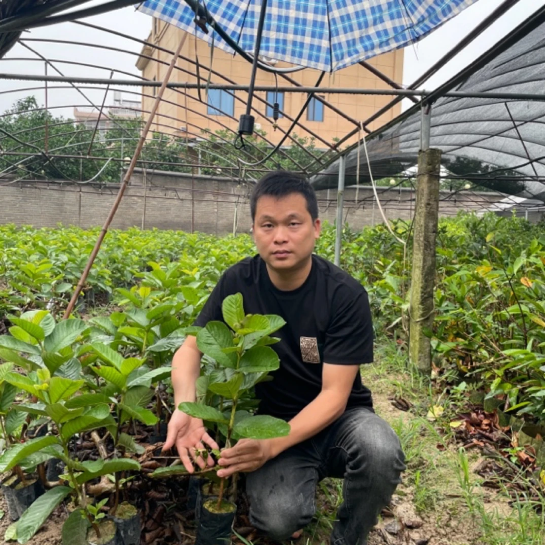 木仔芭乐苗，珍珠芭乐苗，今年种今年结果