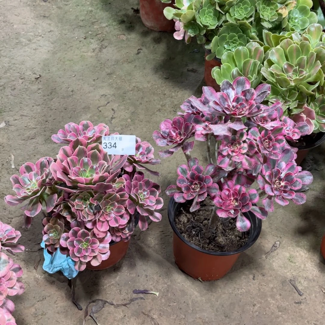 334美杜莎丽娜组合