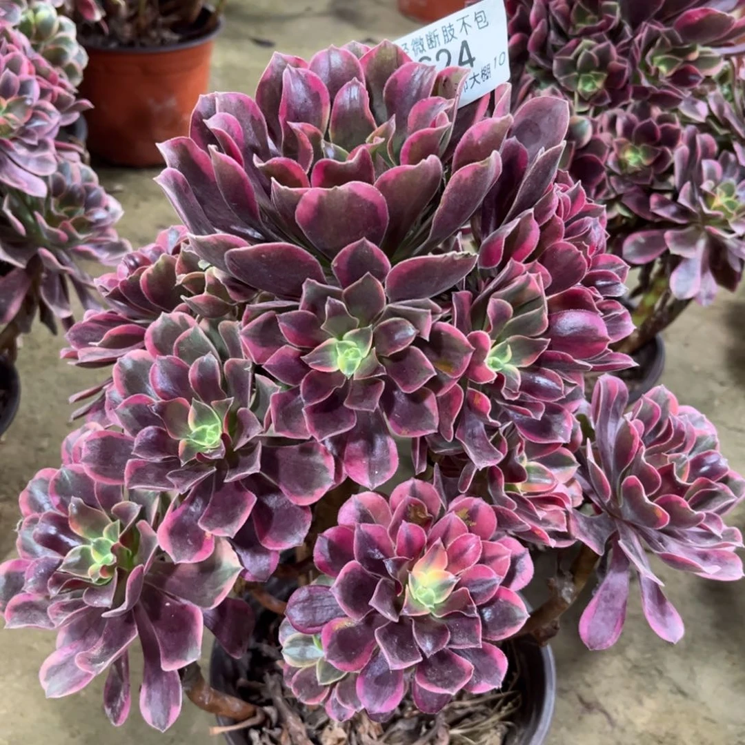 624金丝雀多肉植物法师