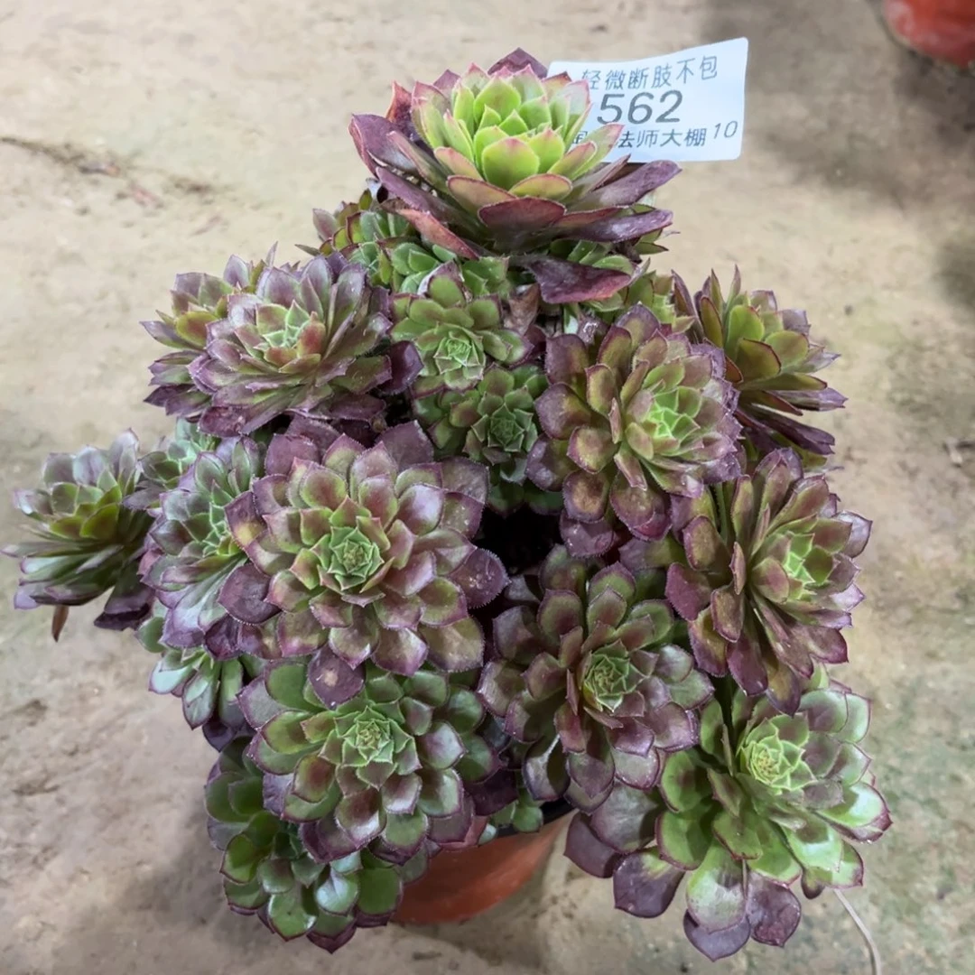 562繁星返祖多肉植物法师