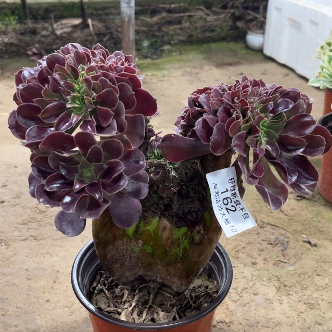 162欧紫缀化多肉植物法师