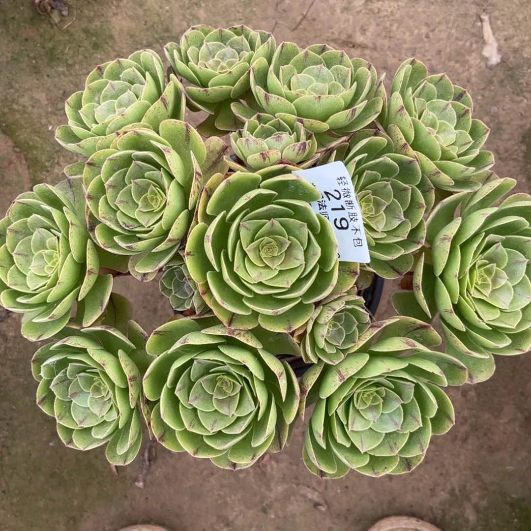 219万拉丝多肉植物法师