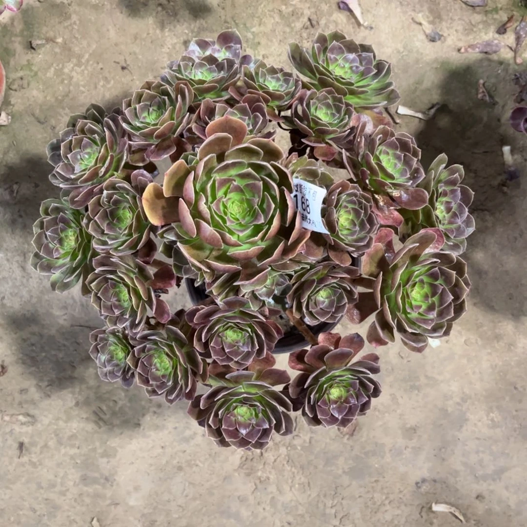 168赤焰莲多肉植物法师多肉