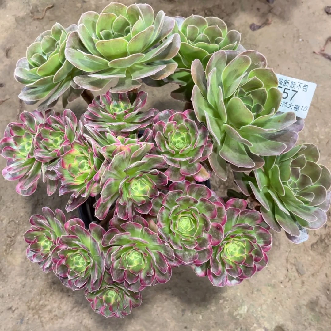 557安娜阴阳多肉植物法师